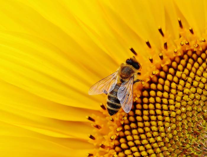 7 Strategies You Should Use to Increase Productivity - A Honeybee on a Sun Flower