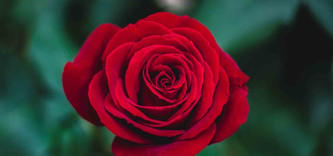 How to Dry Rose Petals Using an Oven