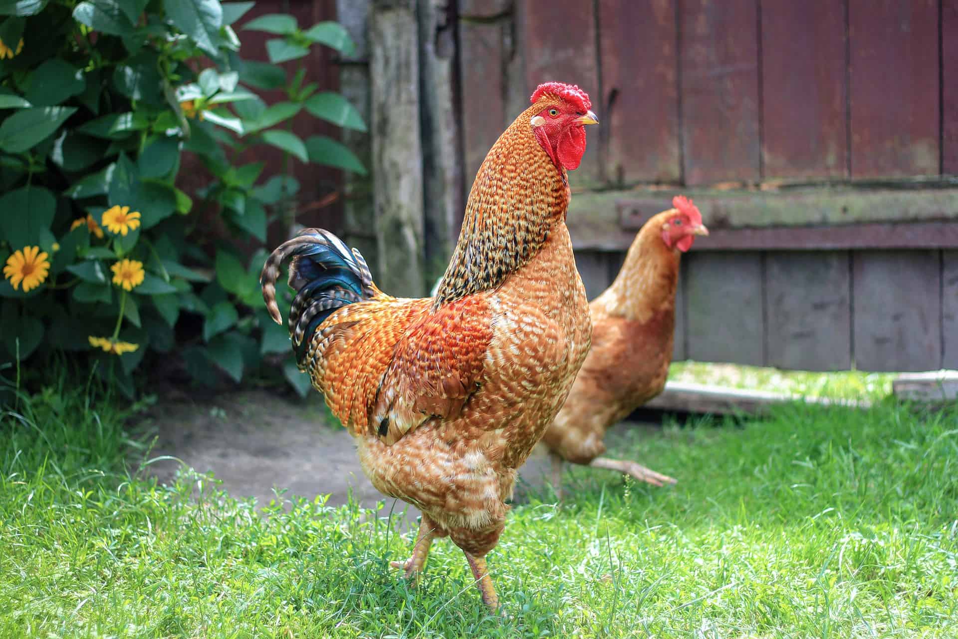Two Chickens Roaming on Grass