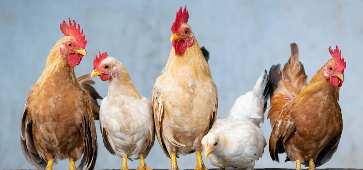 Couple of Chickens Standing