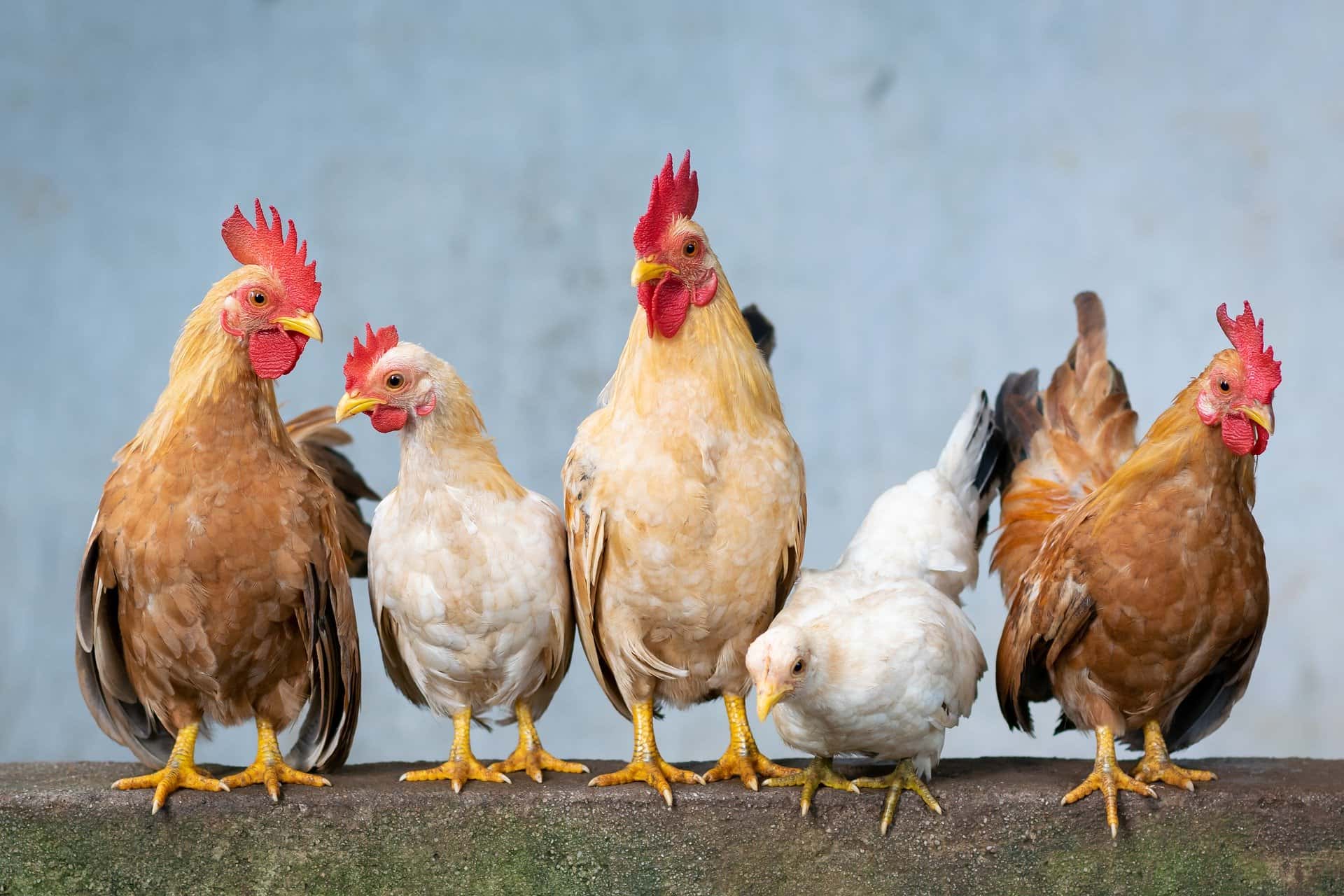 Couple of Chickens Standing